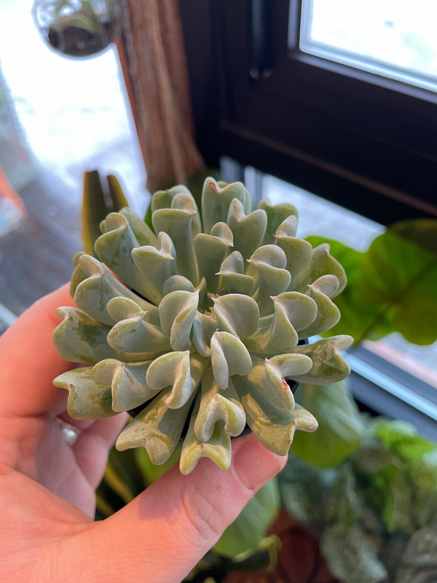 2.5" Echeveria Runyonii