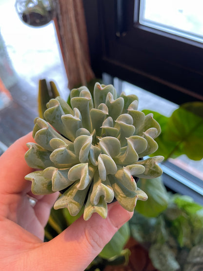 2.5" Echeveria Runyonii