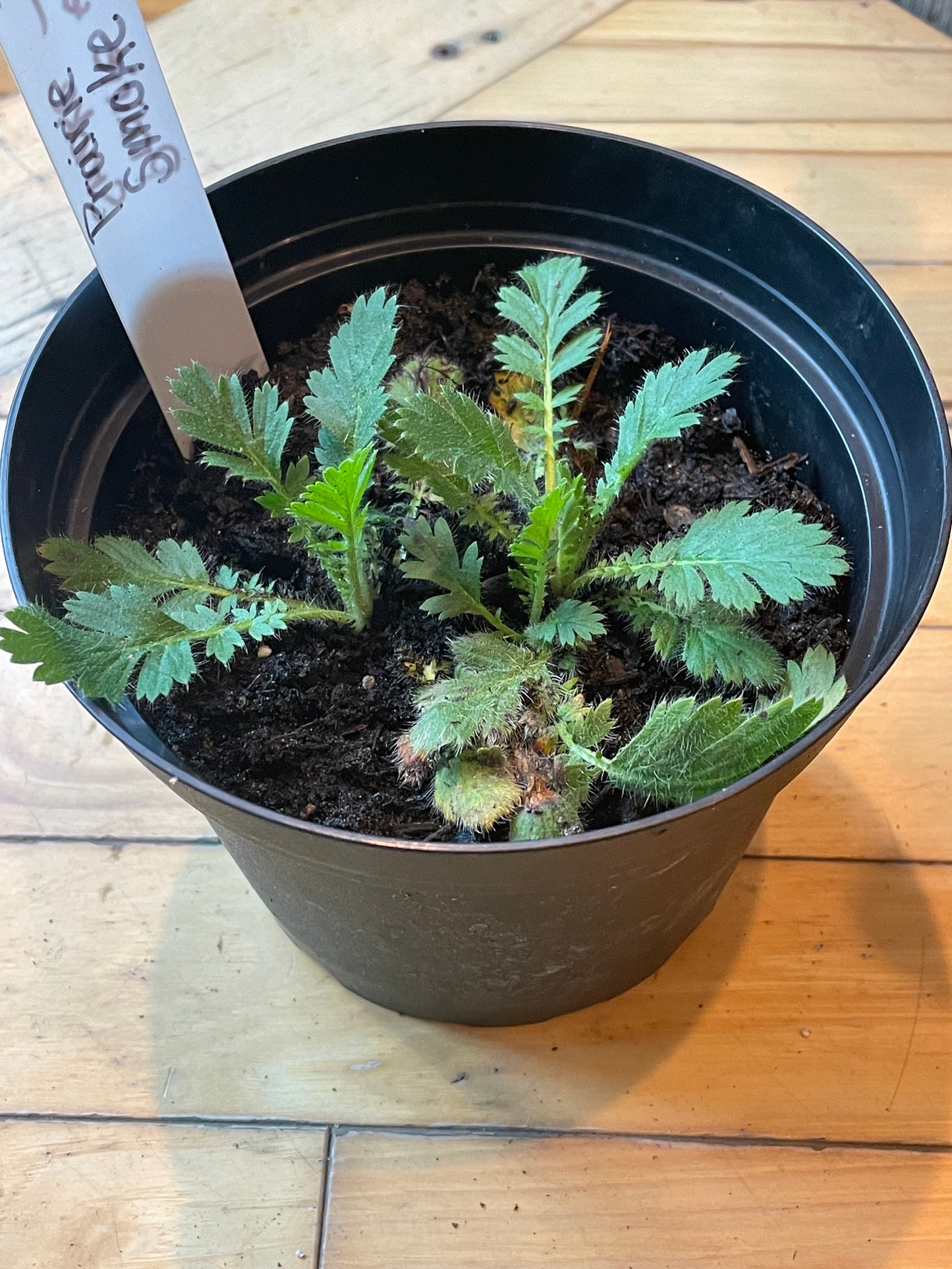 6.5" Prairie Smoke | Geum Triflorum