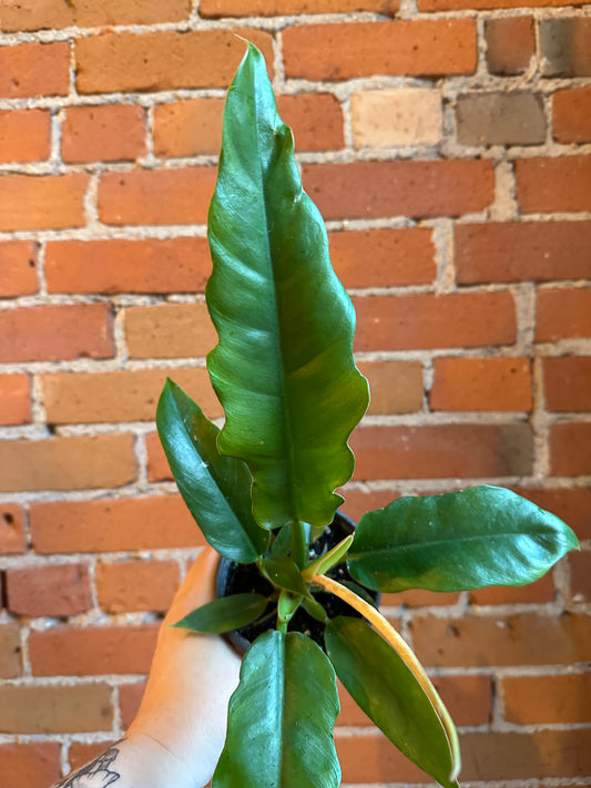 4" Philodendron Jungle Boogie