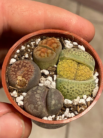 1.5" Lithops | Living Stone