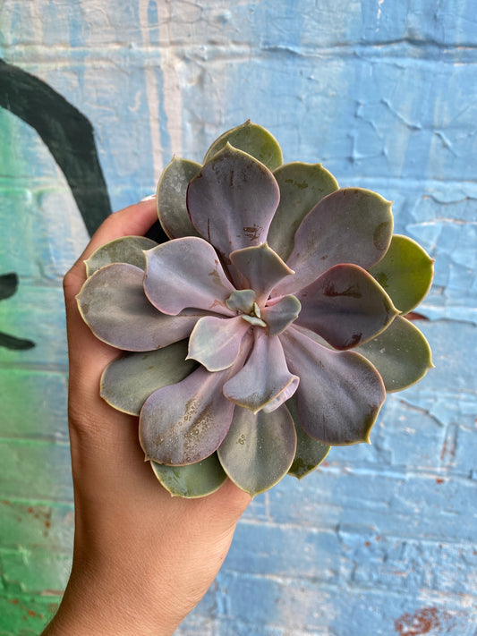 3.5" Echeveria Perle von Nürnberg