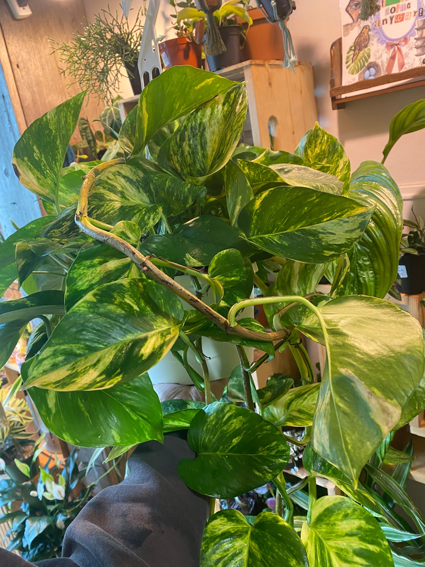 8" Hawaiian Pothos Hanging Basket