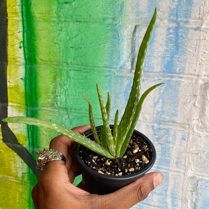 3.5" Aloe Barbadensis