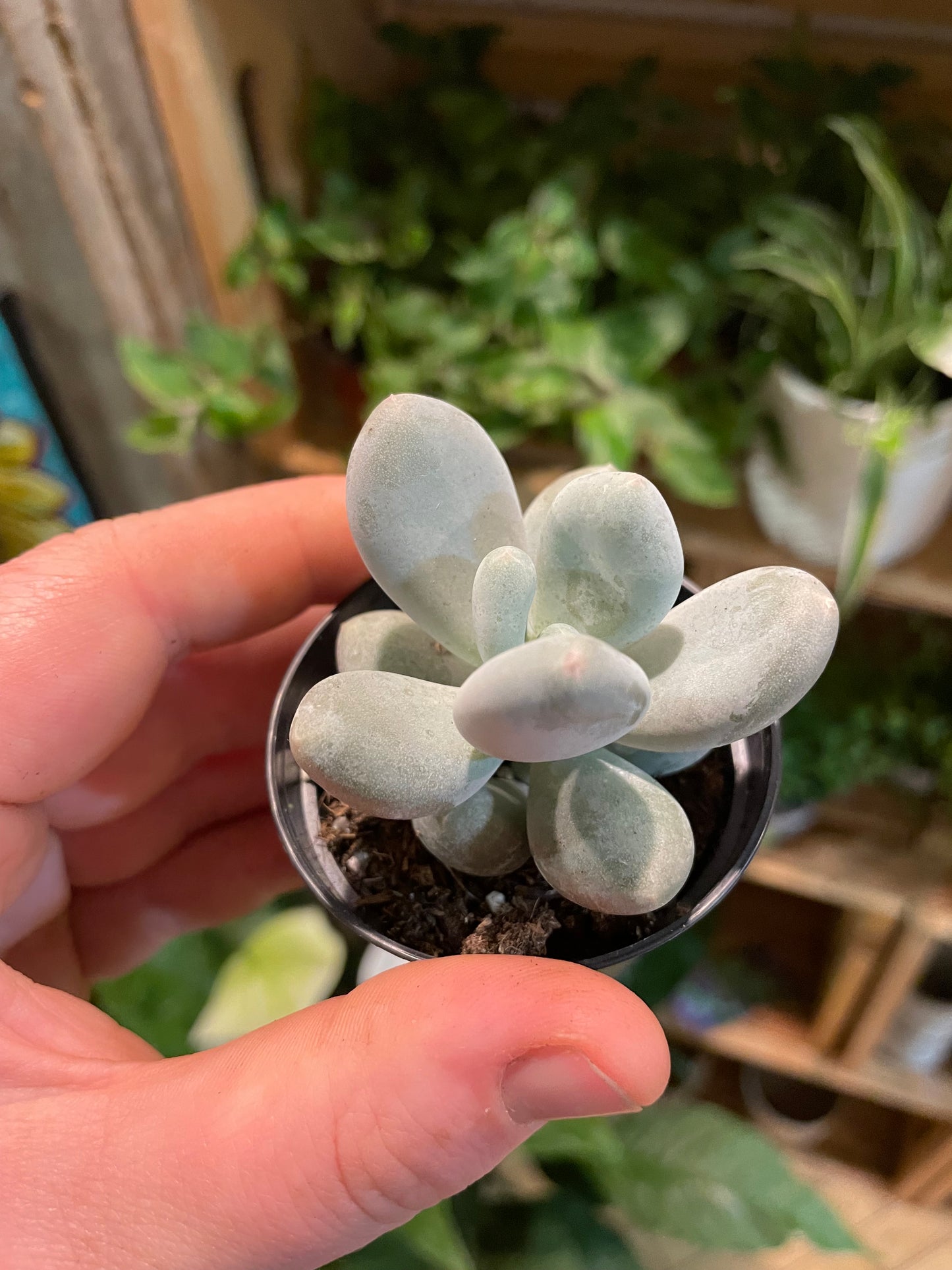 2.5” Pachyphytum Oviferum