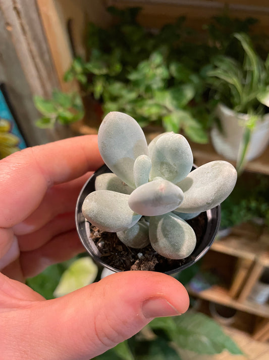 2.5” Pachyphytum Oviferum