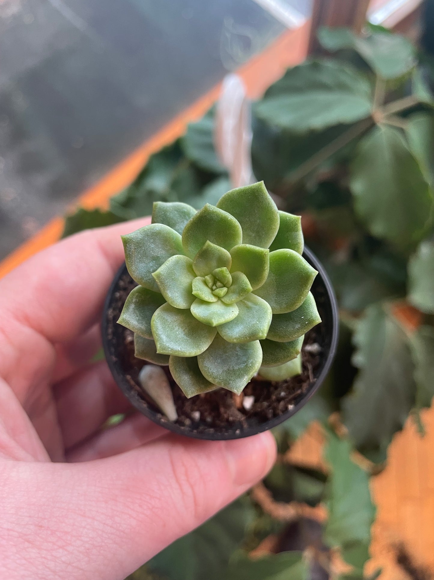 2.5" Echeveria Letizia