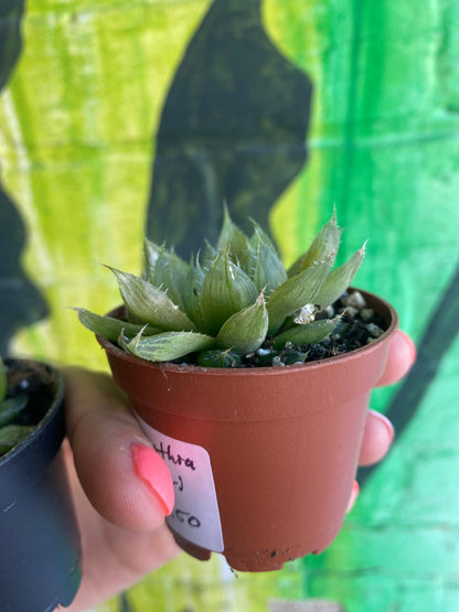 2.5" Haworthia Cooperi