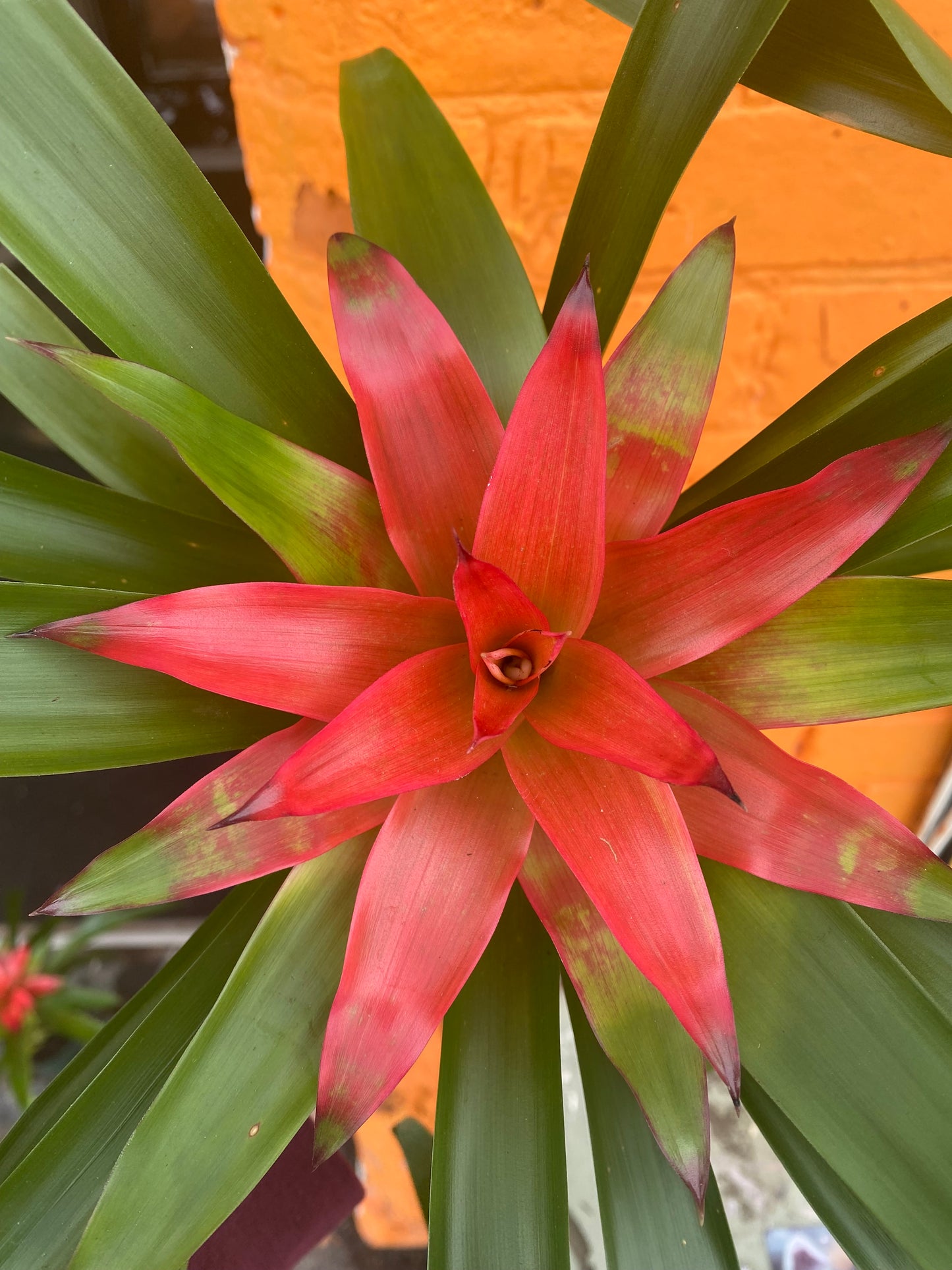 4" Bromeliad Guzmania Pink