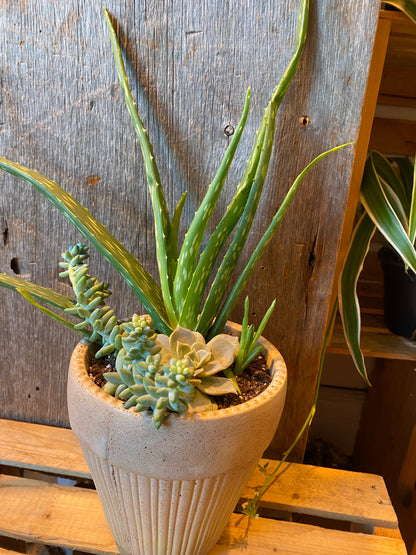 Grab n Go Planter 5” Beige