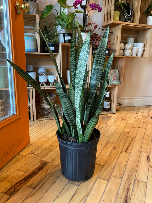 8" Sansevieria Zeylanica