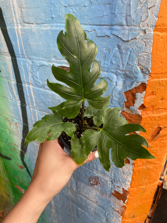 3.5” Alocasia brancifolia Pink Passion