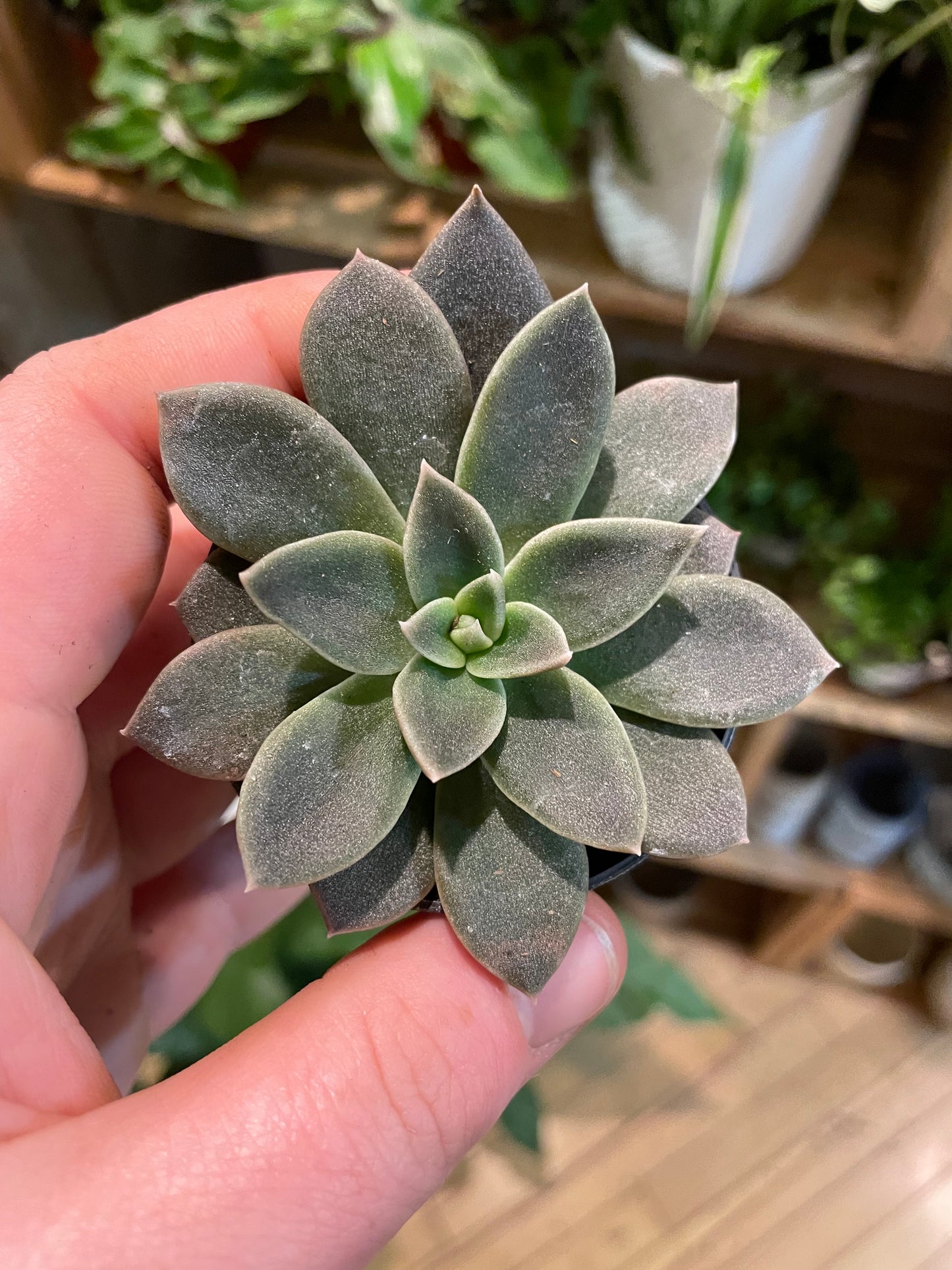 2.5" Echeveria Black Prince