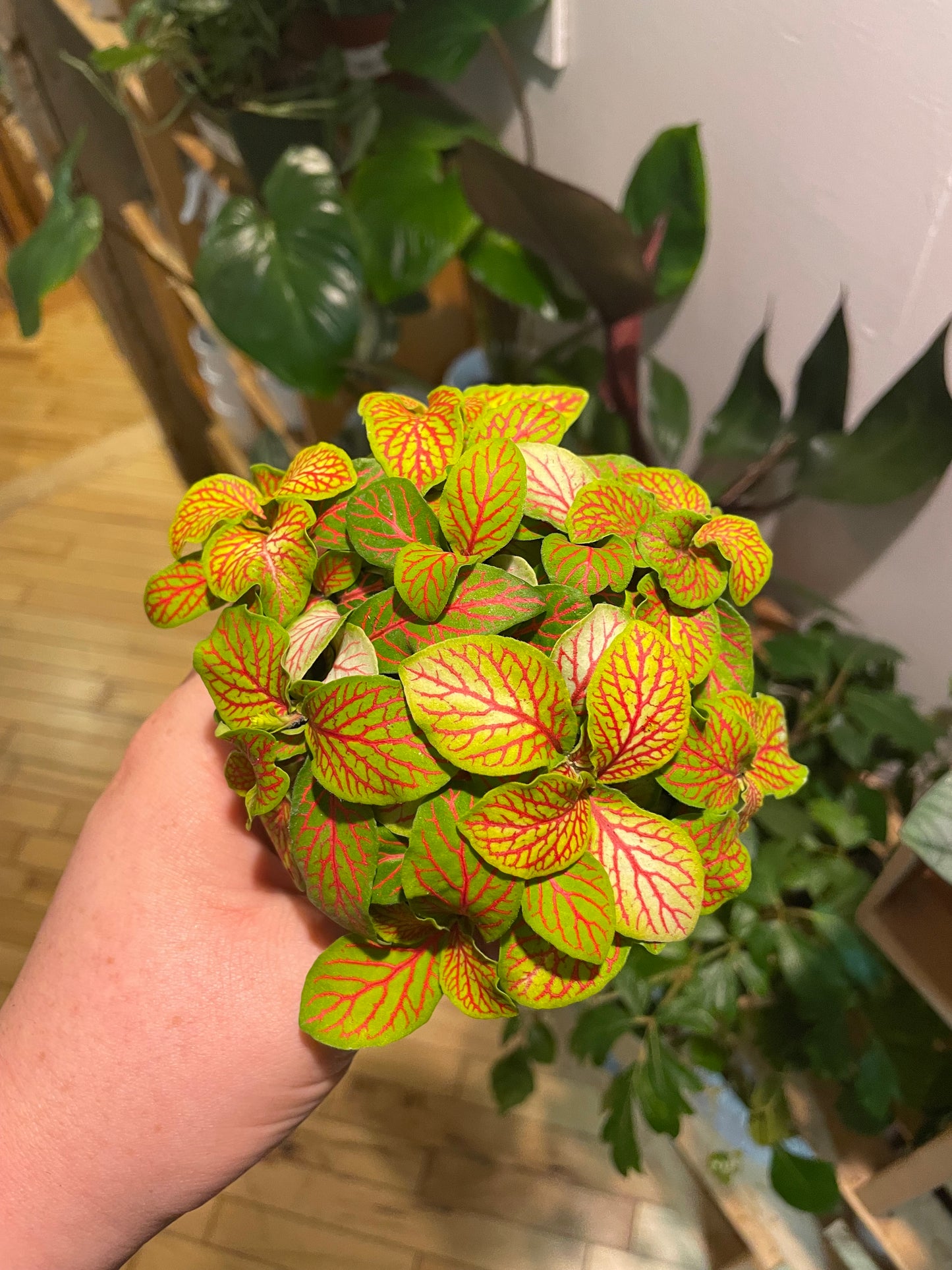 3.5" Fittonia Skeleton