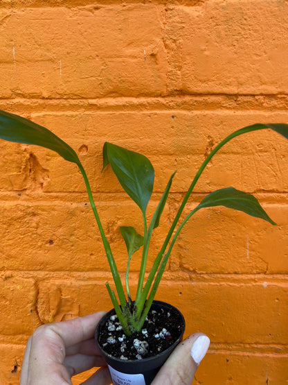 2.5" Peace Lily | Spathiphyllum