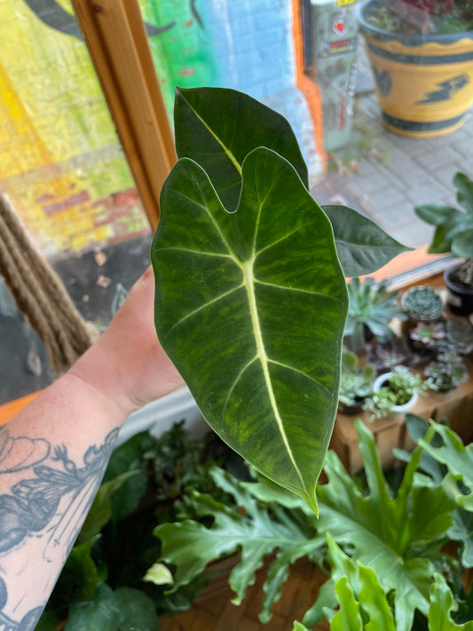 3.5" Alocasia Frydek