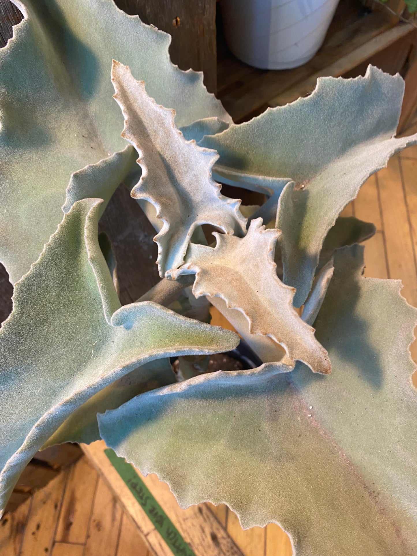 8" Kalanchoe Beharensis