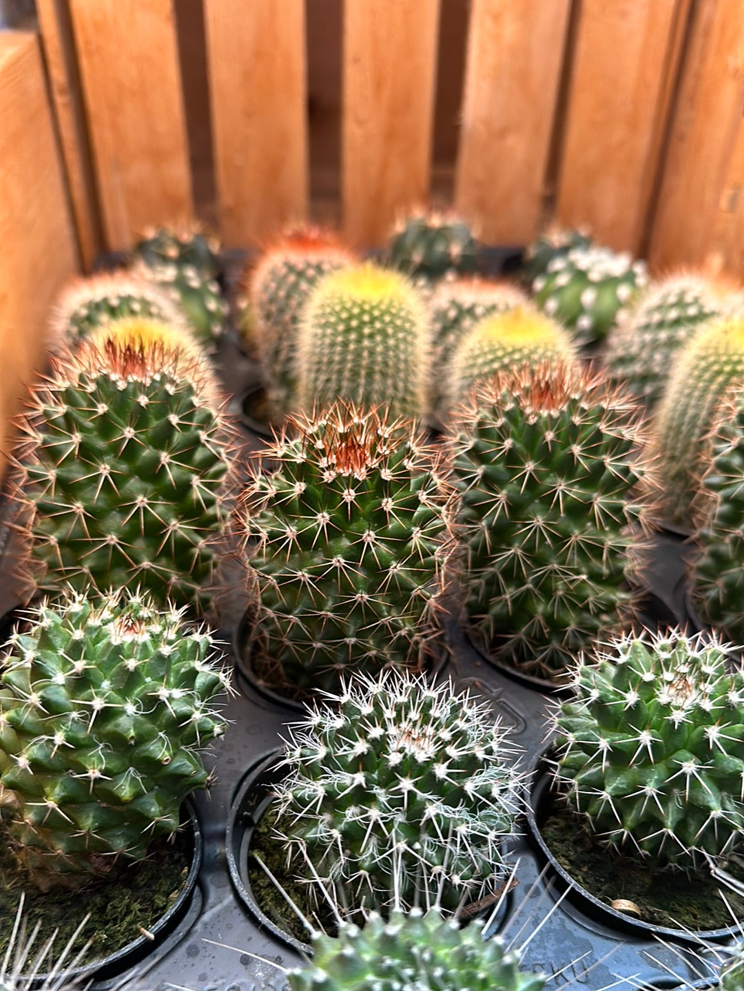 2.5" Cactus | Assorted