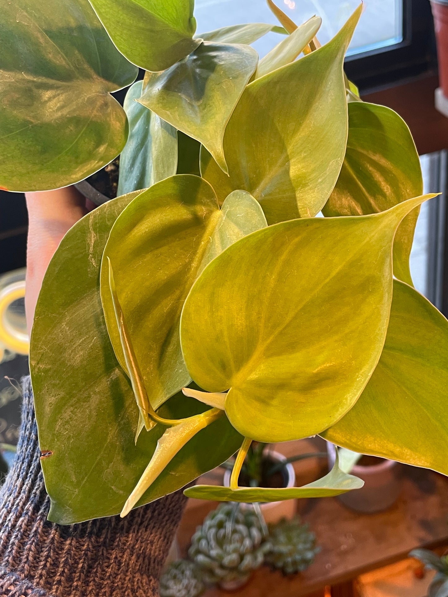 3.5" Philodendron Cordatum