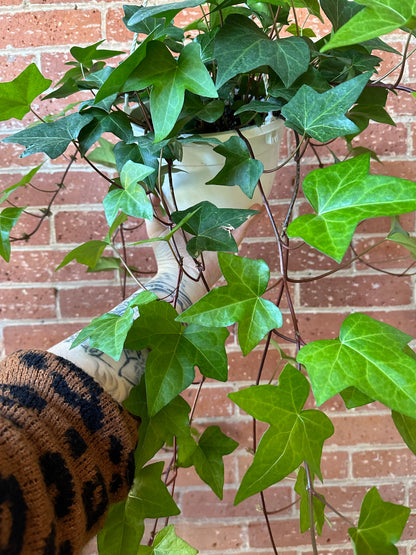 8" Ivy Hanging Basket | Assorted
