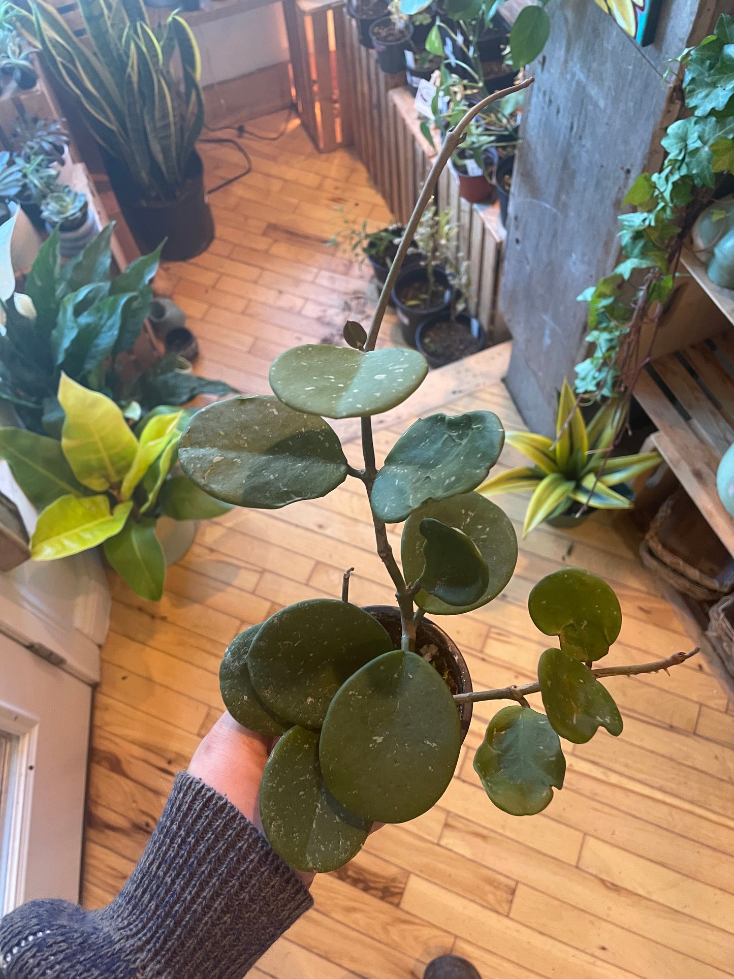 3.5" Hoya Obovata