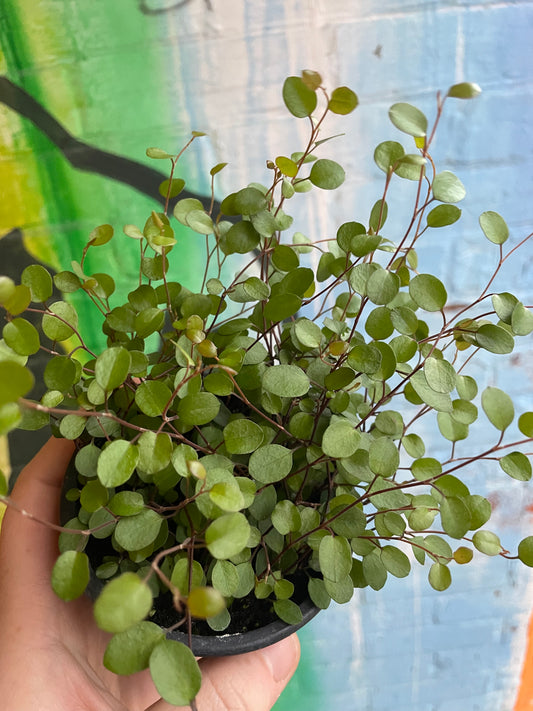 3.5" Wire Vine | Muehlenbeckia Axillaris