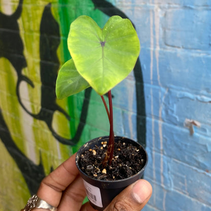2.5" Colocasia Lemon Lime Gecko