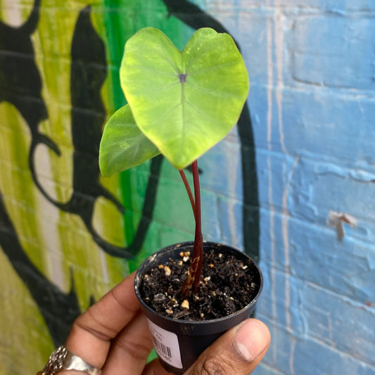 2.5" Colocasia Lemon Lime Gecko