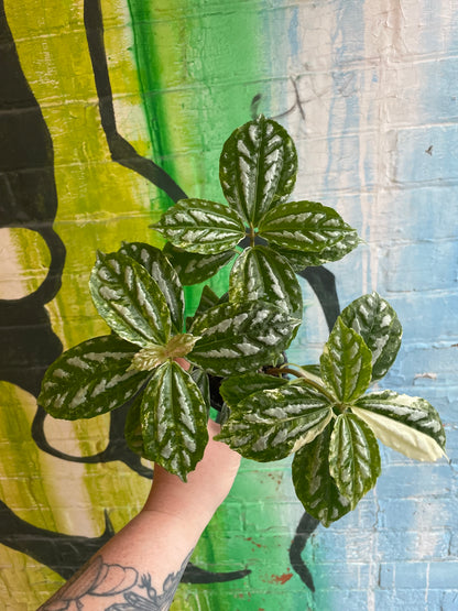 3.5" Variegated Pilea Aluminum