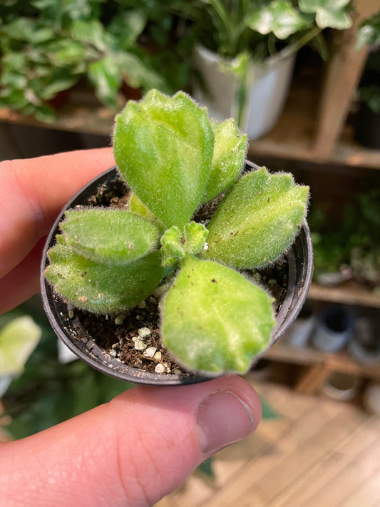 2.5" Cotyledon Tomentosa Variegated | Bear Paw Succulent