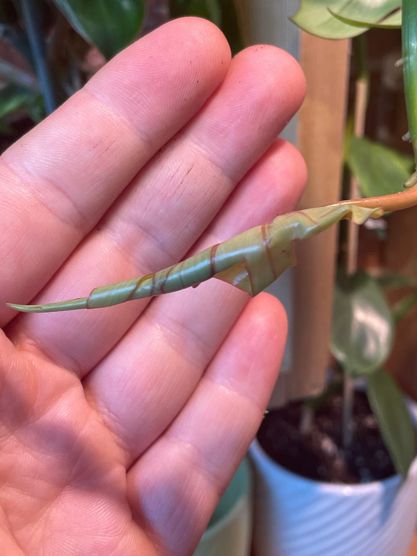 6" Philodendron Tahiti