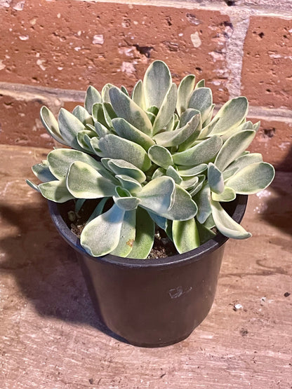 3.5" Crassula Ovata Variegata