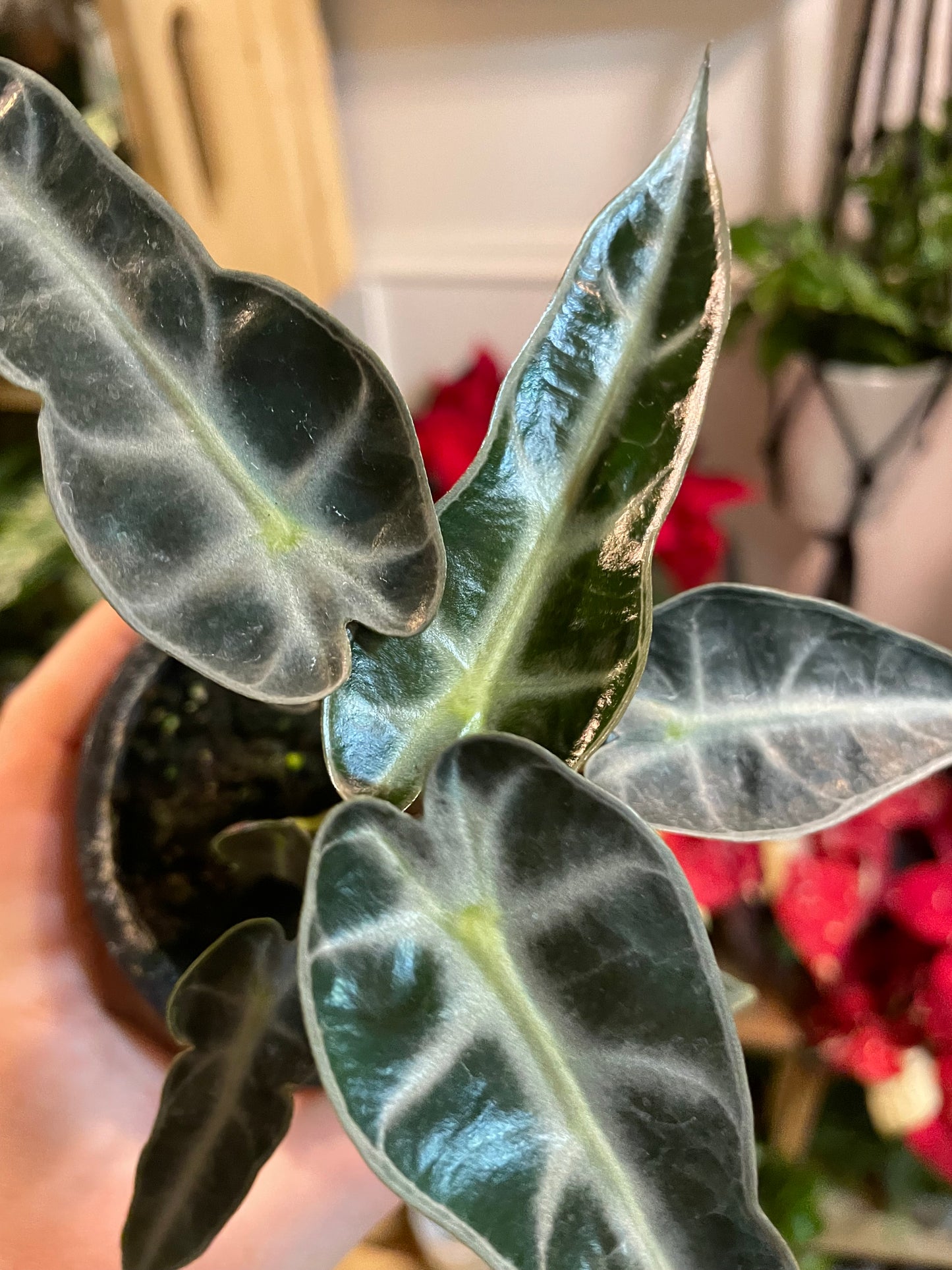 3.5 Alocasia Bambino