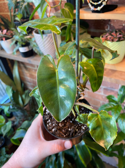 4" Philodendron Burle Marx