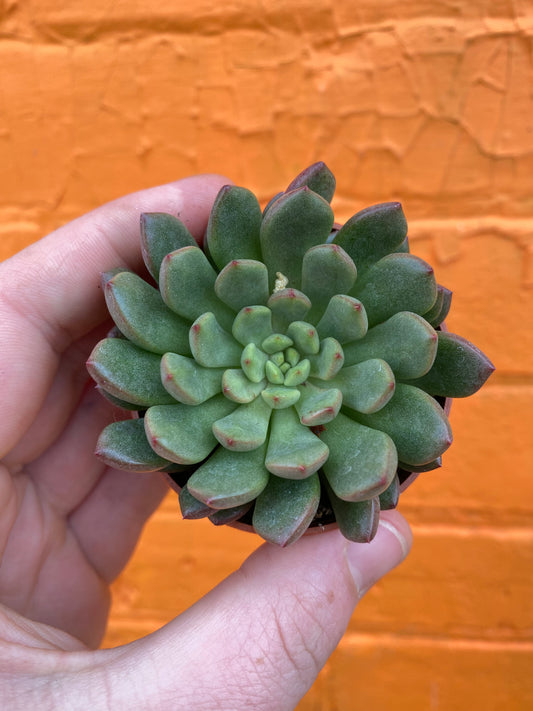 3.5" Graptoveria Bashful