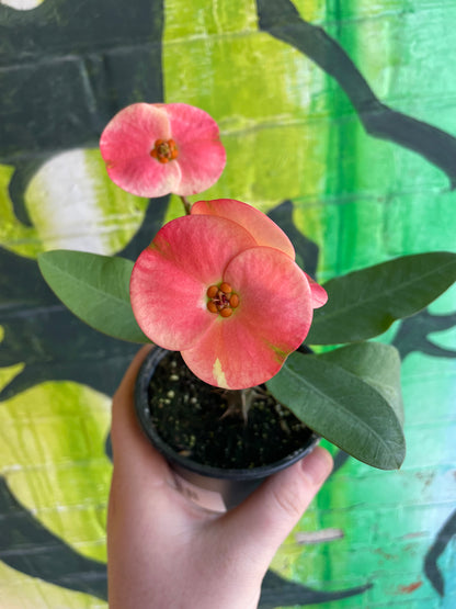 4” Euphorbia milii Charlotte| Crown of Thorns