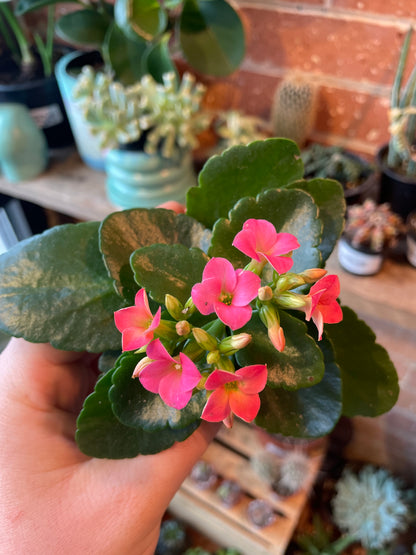 2.5" Kalanchoe Blossfeldiana