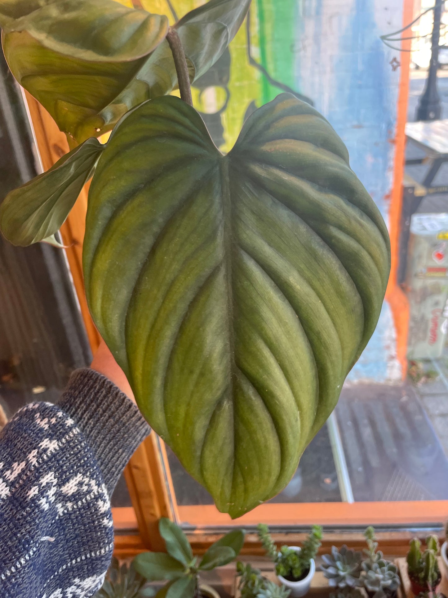 4" Philodendron Columbia