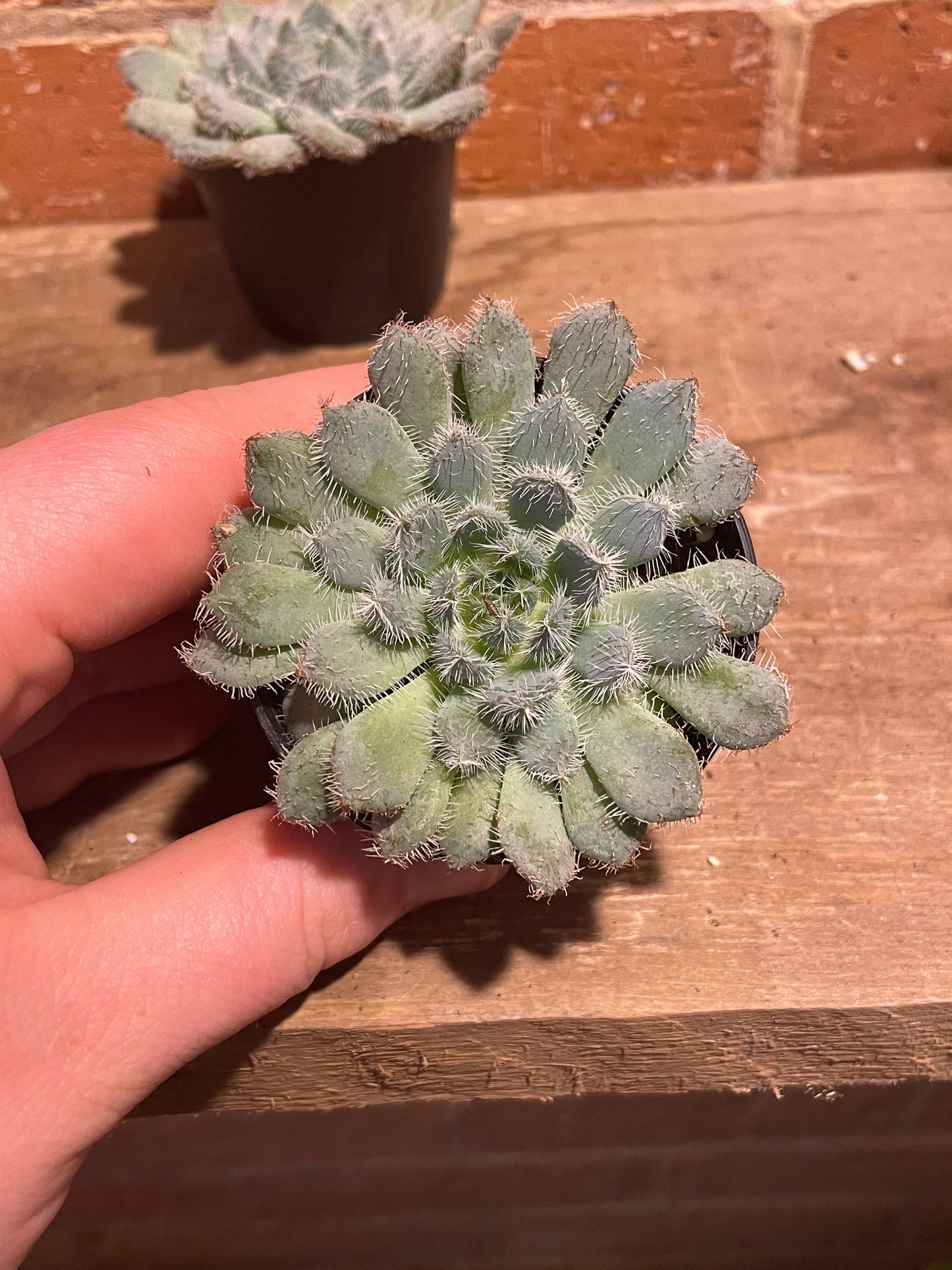 2.5" Echeveria Setosa