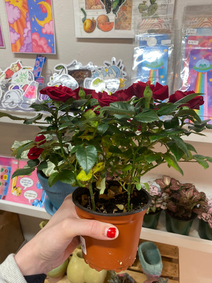 4” Red Mini Rose Bush