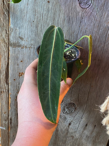 3.5" Anthurium Warocqueanum Dark Queen
