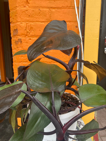 8”Philodendron New red