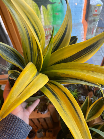 6" Sansevieria La Rubia