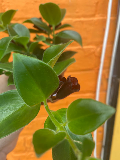 3.5” Aeschynanthus Mona Lisa