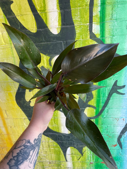 3.5" Philodendron New Red