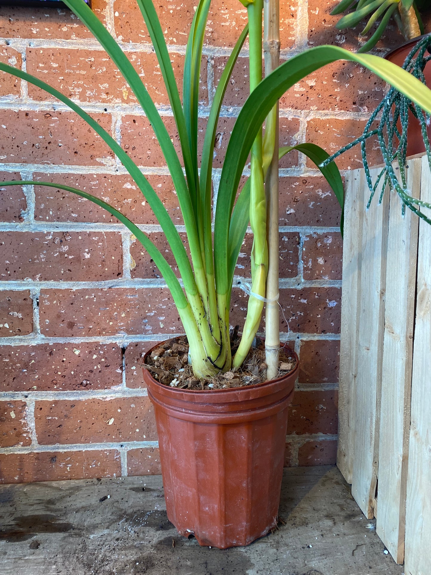 6" White Cymbidium Orchid