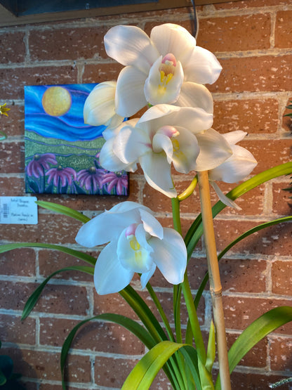 6" White Cymbidium Orchid