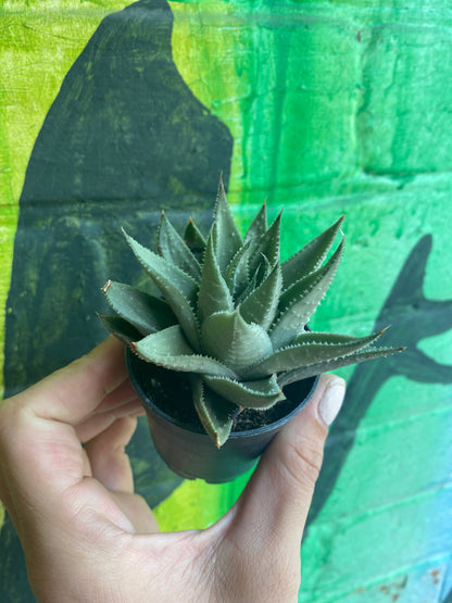 2.5" Haworthia Savannah