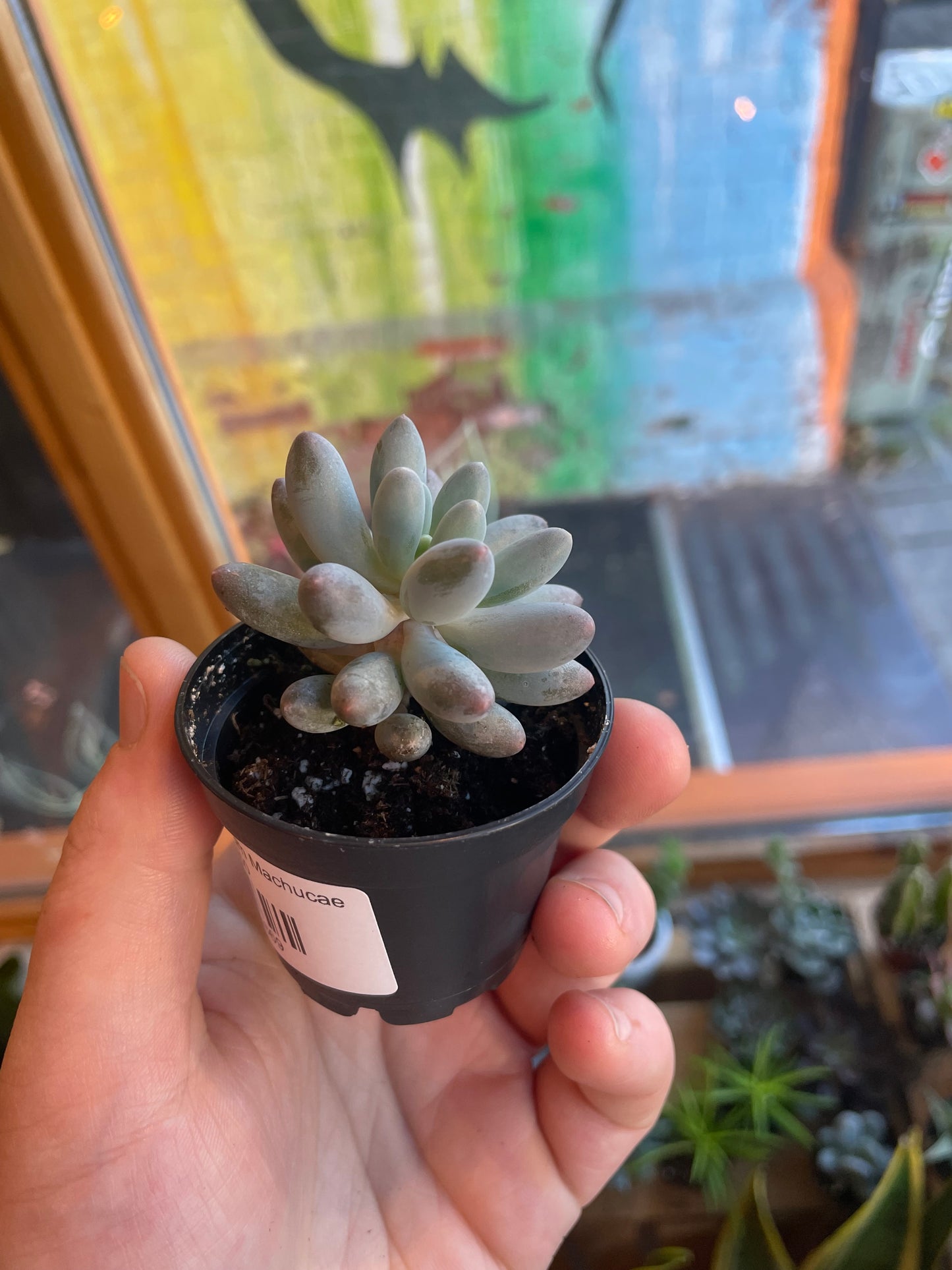 2.5” Pachyphytum Machucae