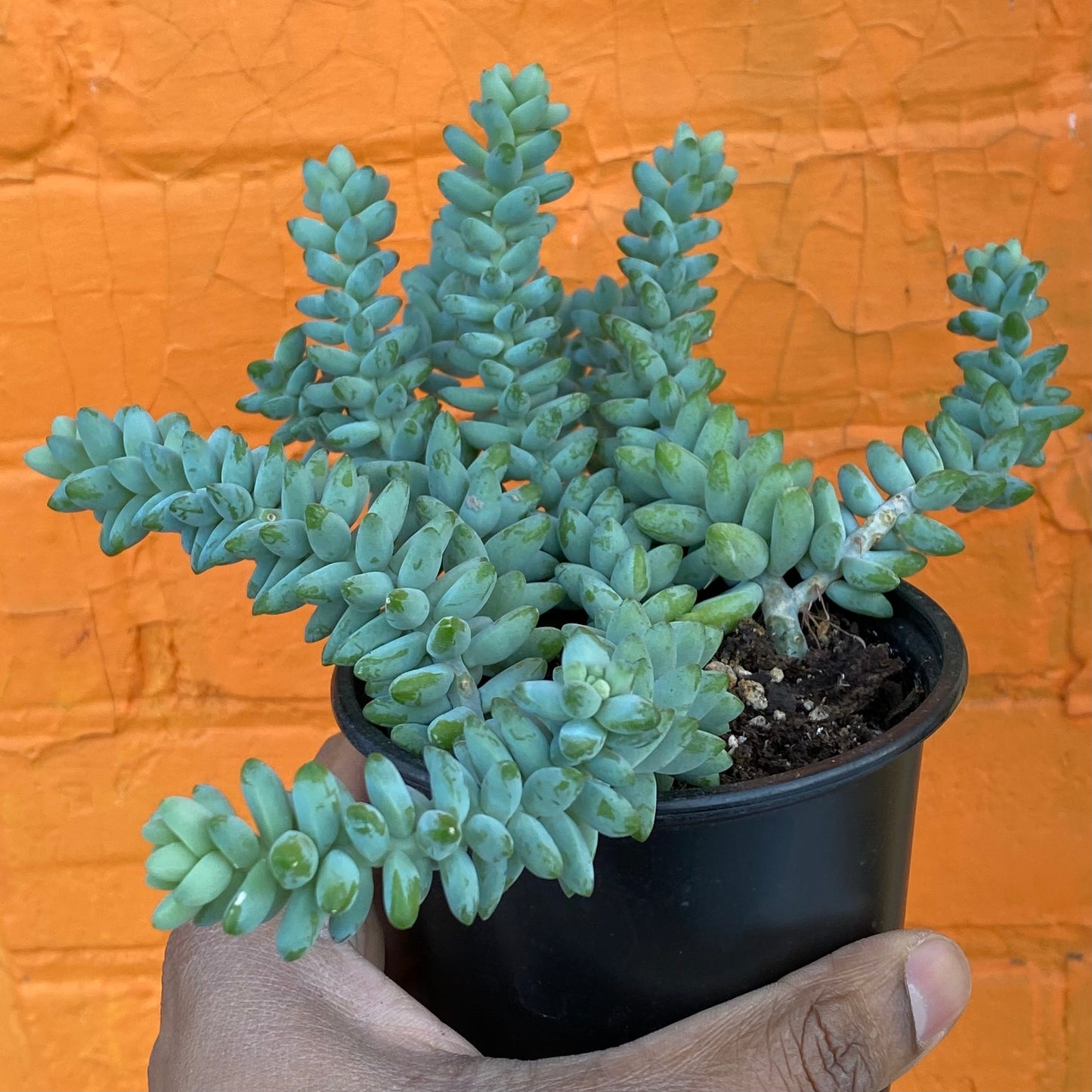 5" Sedum Morganium Burrito